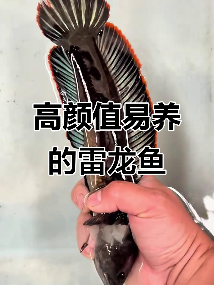 彩虹雷龙鱼:既美观又好养,轻松打造高档水族环境