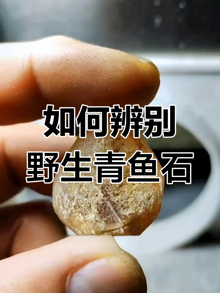 野生与养殖青鱼石的区别揭秘