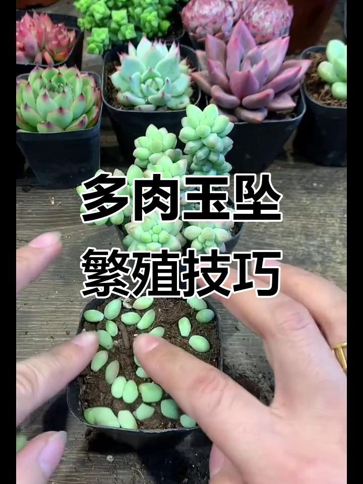 玉坠叶插轻松繁殖，多肉植物快速成盆