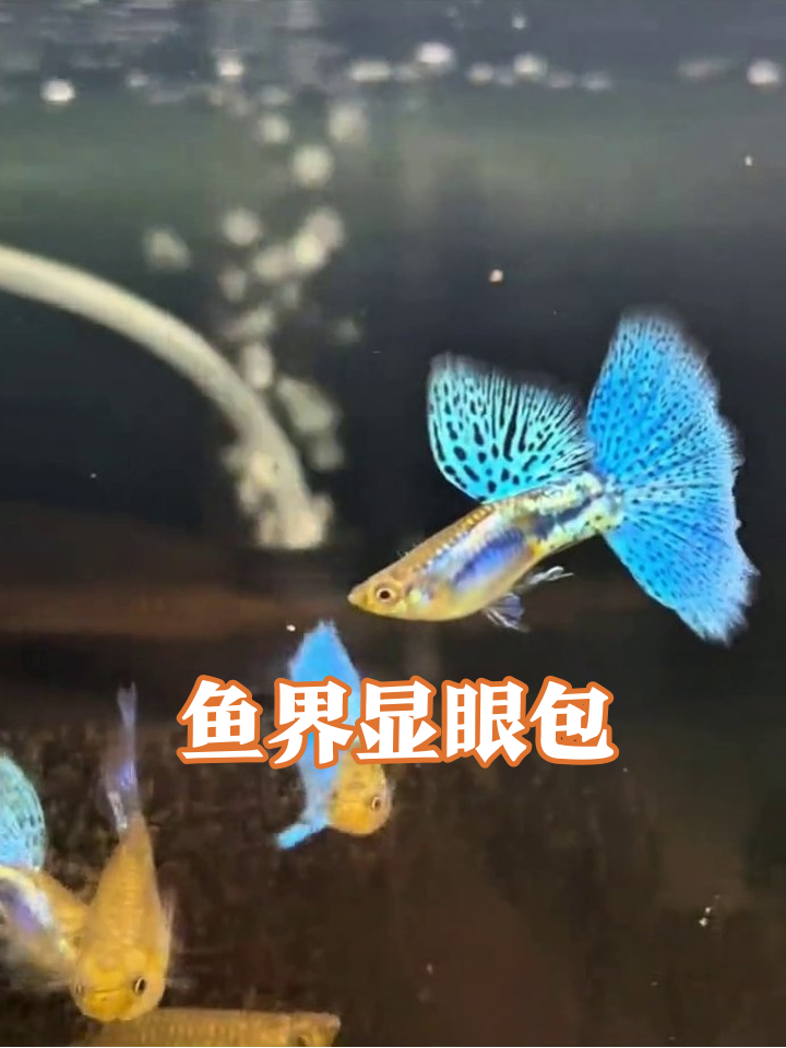 蓝尾孔雀鱼穿蓬蓬裙抢镜,黄鱼群成背景板