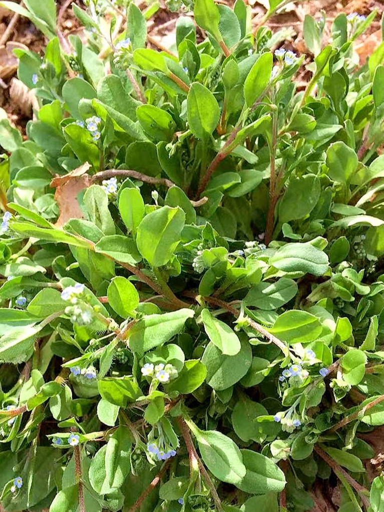 农村野菜附地菜,自带黄瓜清香,凉拌最美味