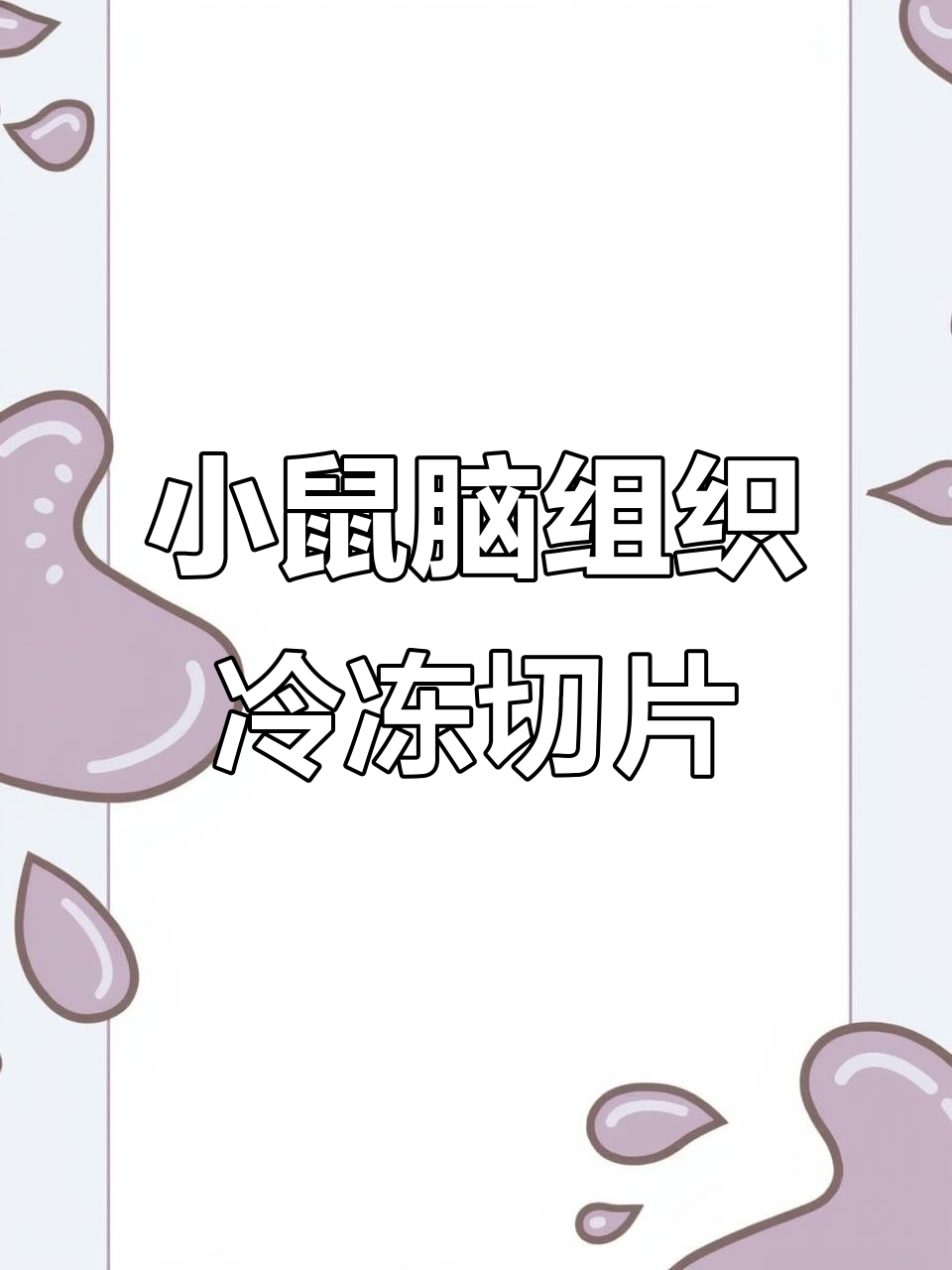 小鼠脑组织冰冻切片实验全流程解析