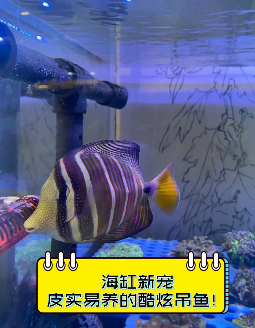 海缸新宠,皮实易养的酷炫吊鱼!
