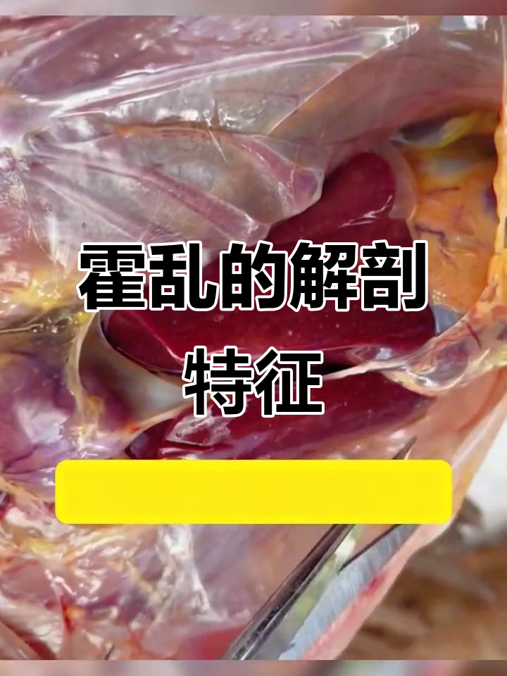 霍乱病症状揭秘:肝脏上的针尖小白点