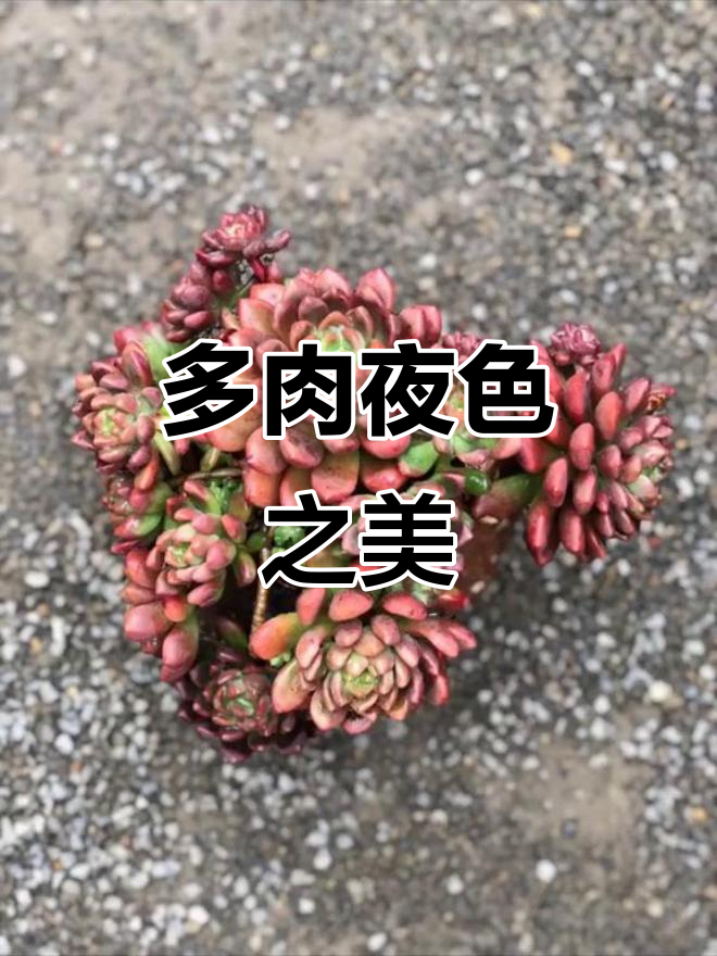 香奈儿多肉种植全纪录，夜晚颜色更迷人！