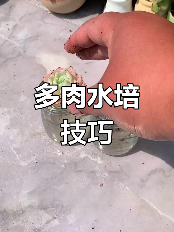 水培多肉植物，掌握正确方法避免死亡
