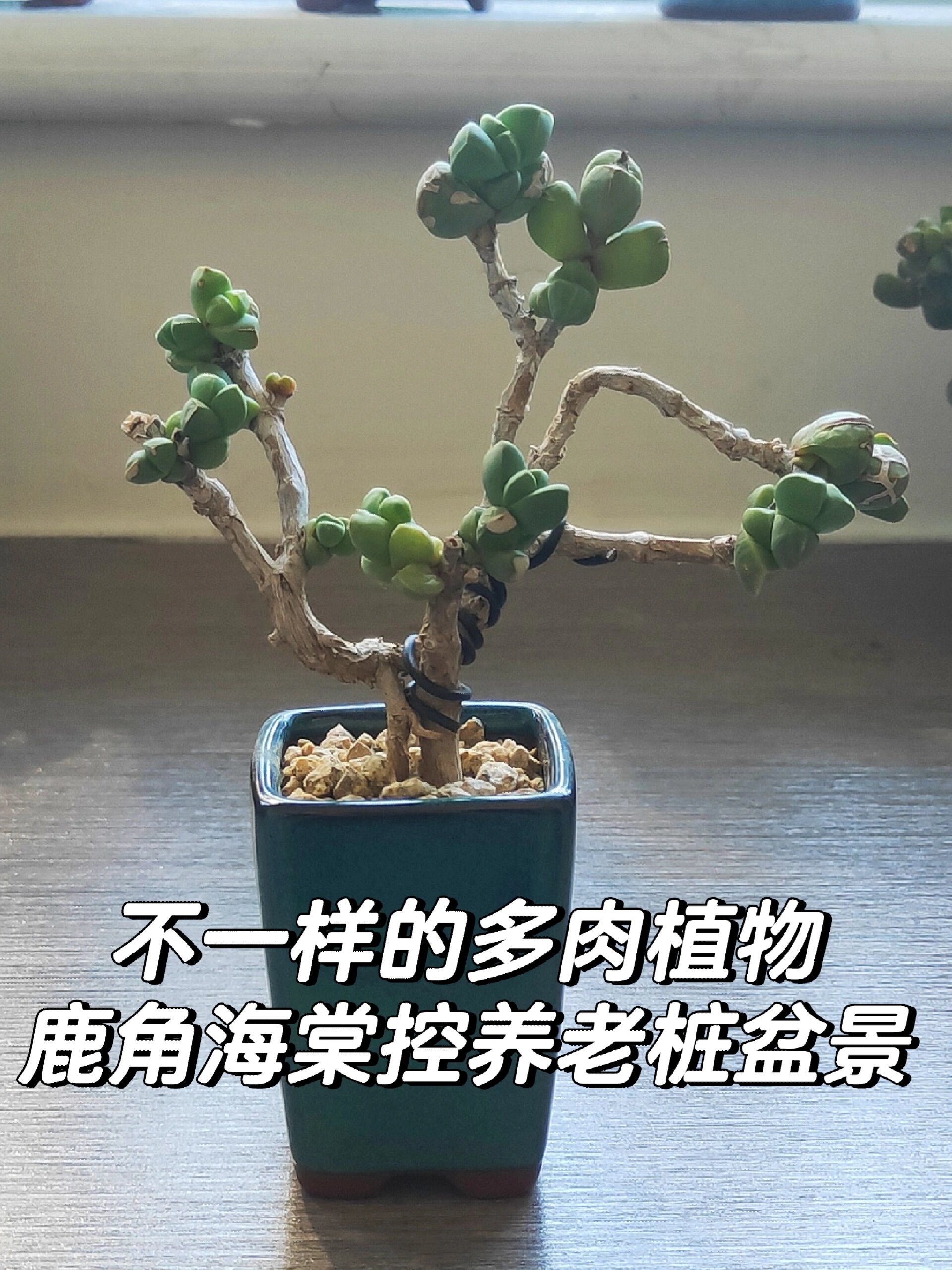 鹿角海棠控养老桩