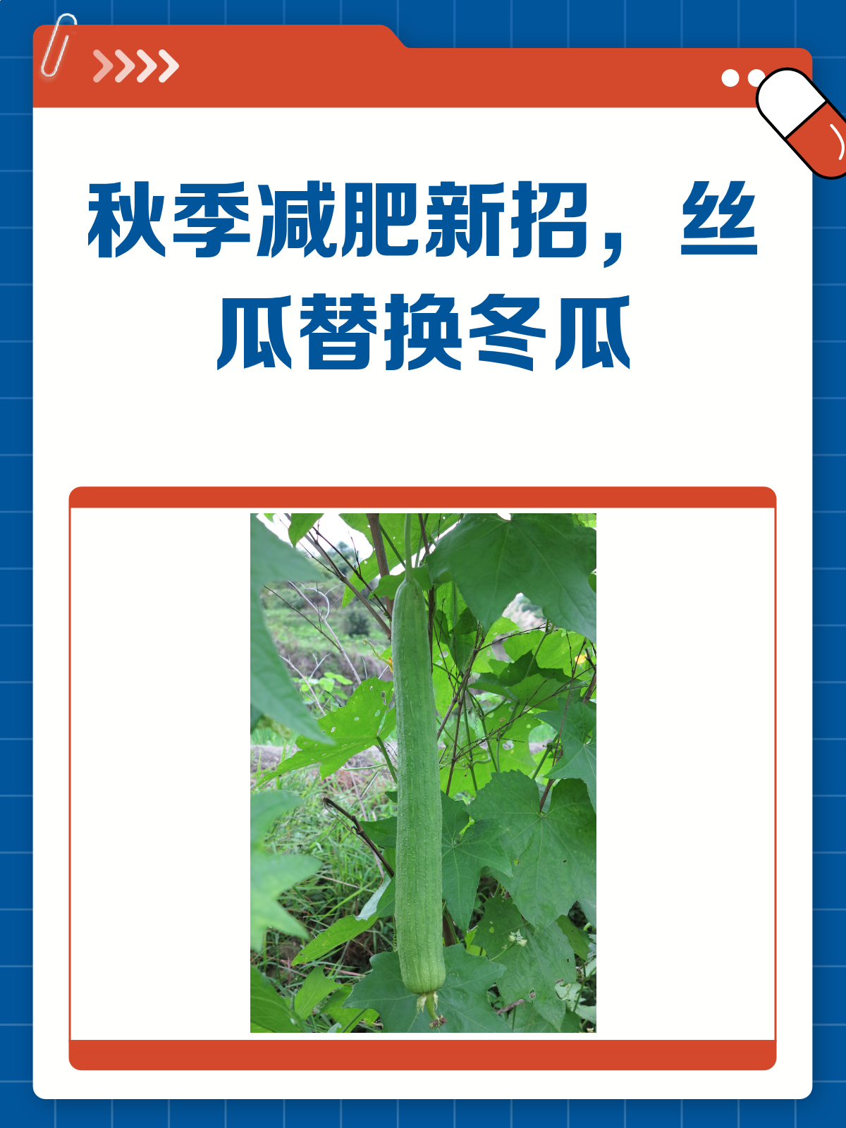 秋季减肥新招!丝瓜替换冬瓜,换口味也瘦身