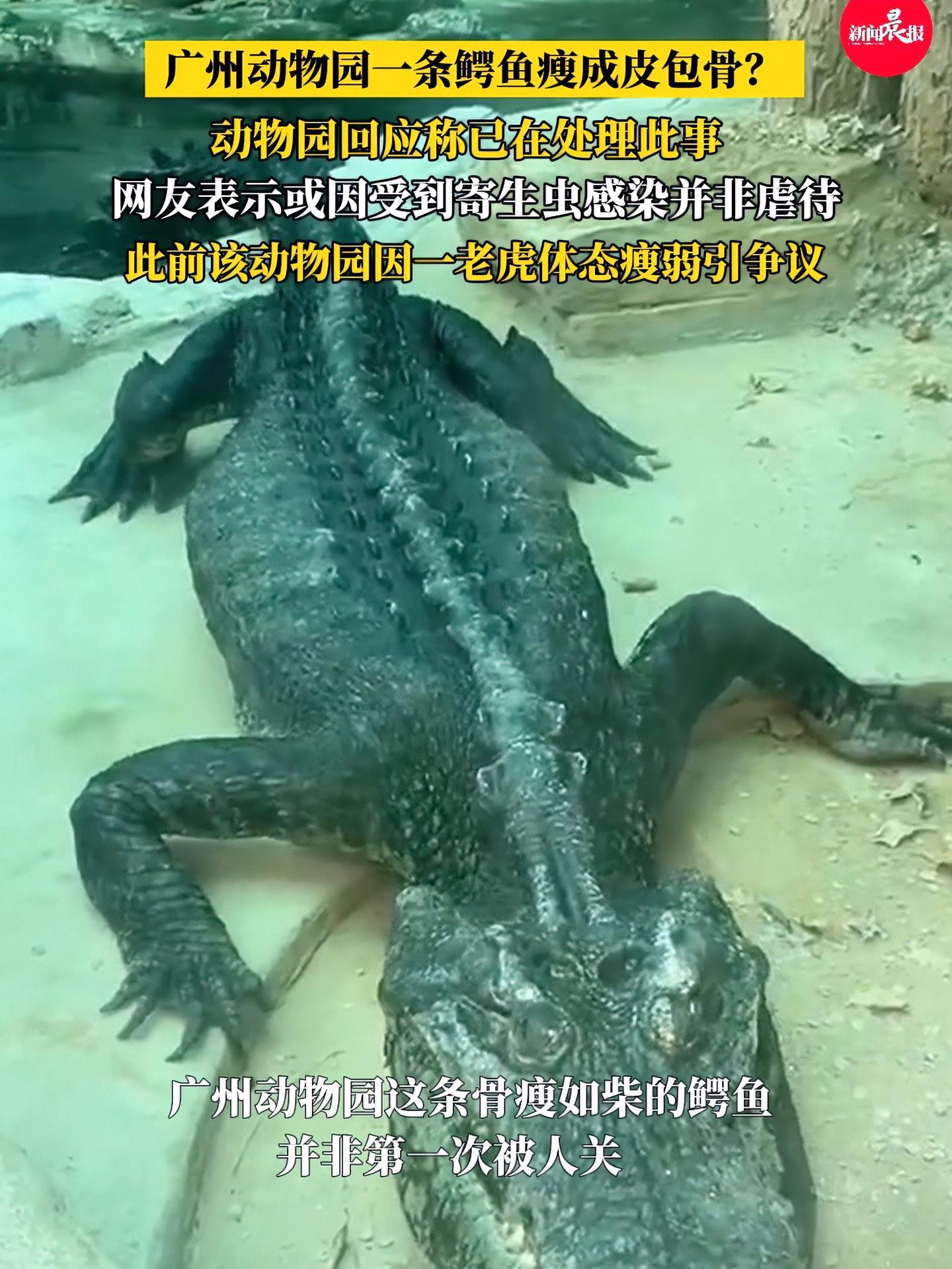 广州动物园一鳄鱼瘦得皮包骨引关注 此前该动物园也因一只体态瘦弱的华南虎吃草引争议 广州动物