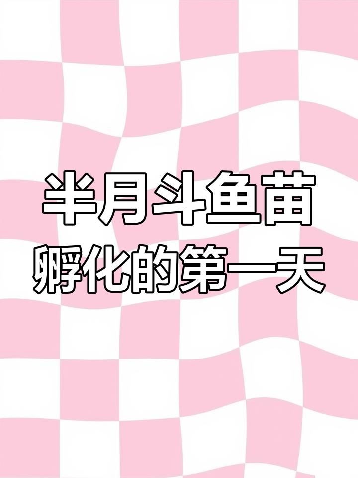 斗鱼苗孵化全过程,公母鱼如何照顾新生宝宝