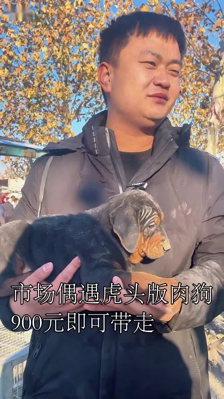 市场偶遇虎头版肉狗900元即可带走