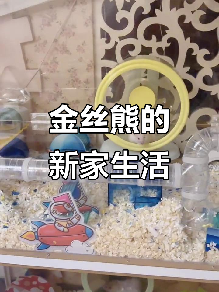 熊熊新家大揭秘:奶黄包与脏脏包的管道冒险