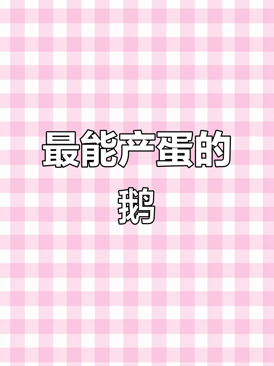 豁眼鹅:超级能下蛋,你家养了吗?