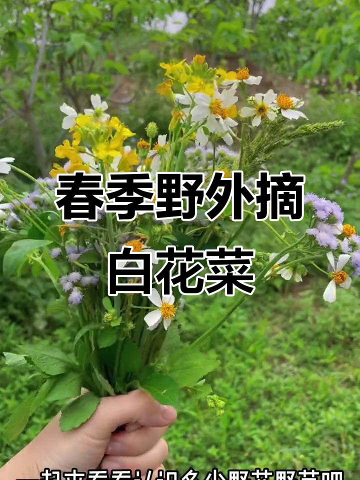 春天野菜大赏:白花菜、龙葵、鬼针草,带你认识广东的特色植物