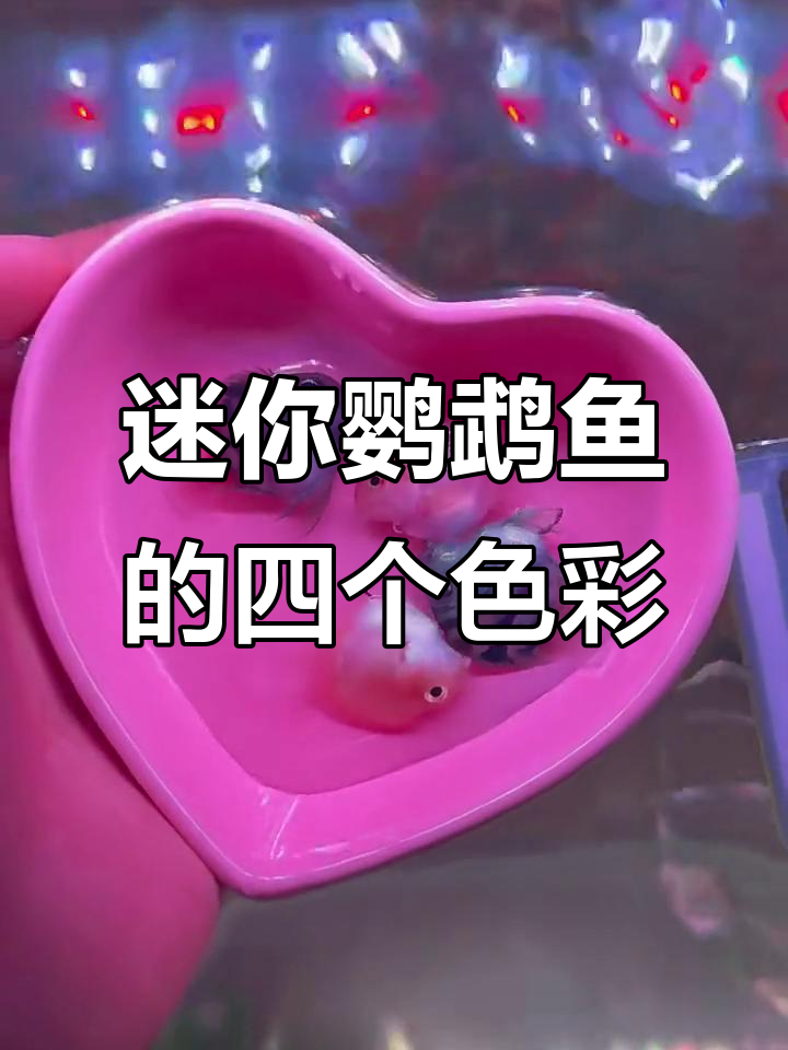 迷你鹦鹉鱼四种颜色大揭秘:喜丸子、烟紫、白与金色宝蓝