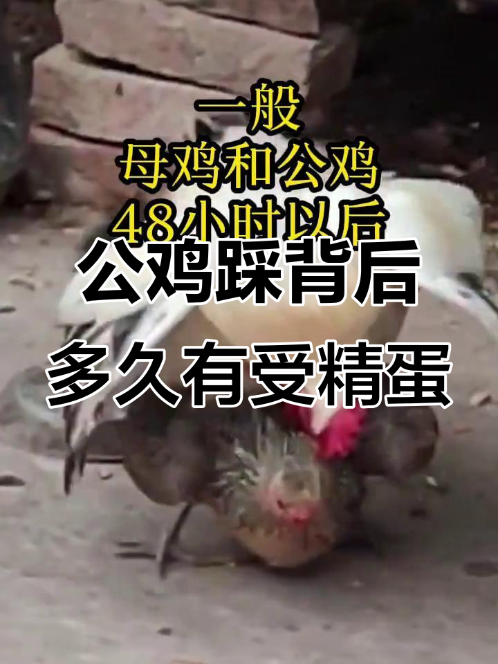 公鸡踩背后,母鸡何时能产受精蛋?
