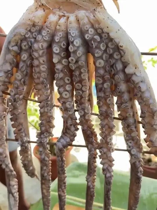 备炭烤八爪鱼兄弟 泰国大叔内容启发搜索泰国美食泰国生活泰国海鲜