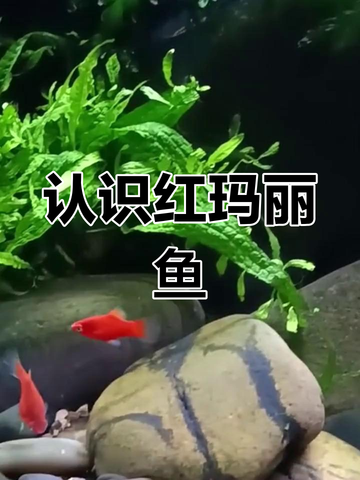 红玛丽鱼:小型观赏鱼的入门选择