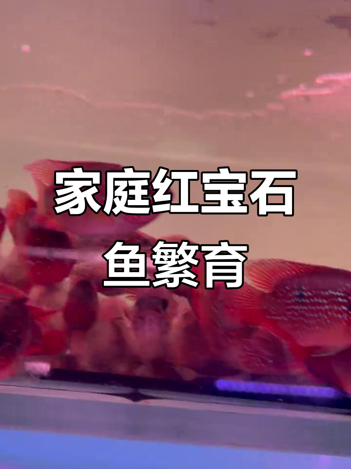 红宝石鱼繁殖技巧,如何在家轻松配对成功