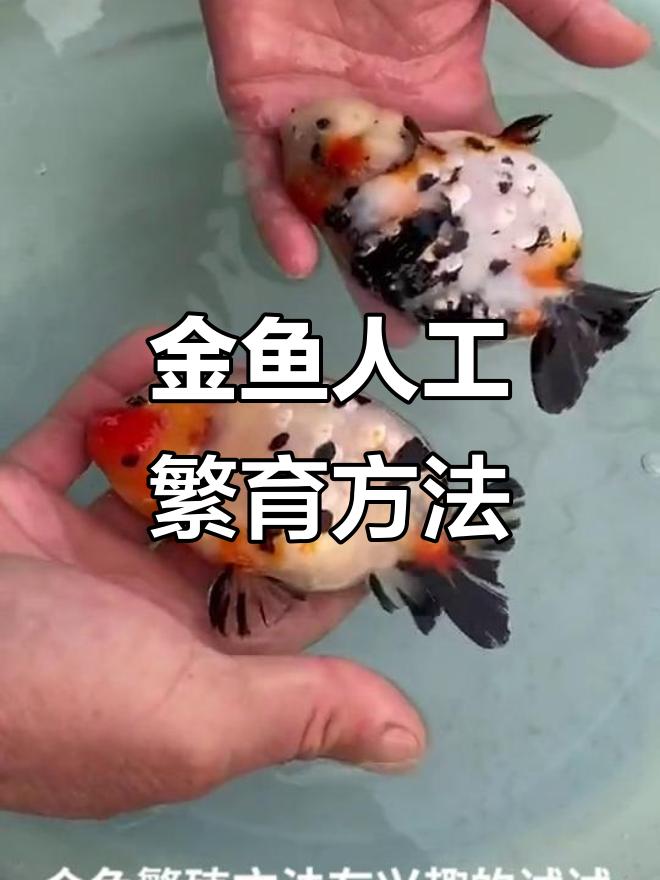 金鱼繁殖技巧大揭秘,手把手教你如何操作