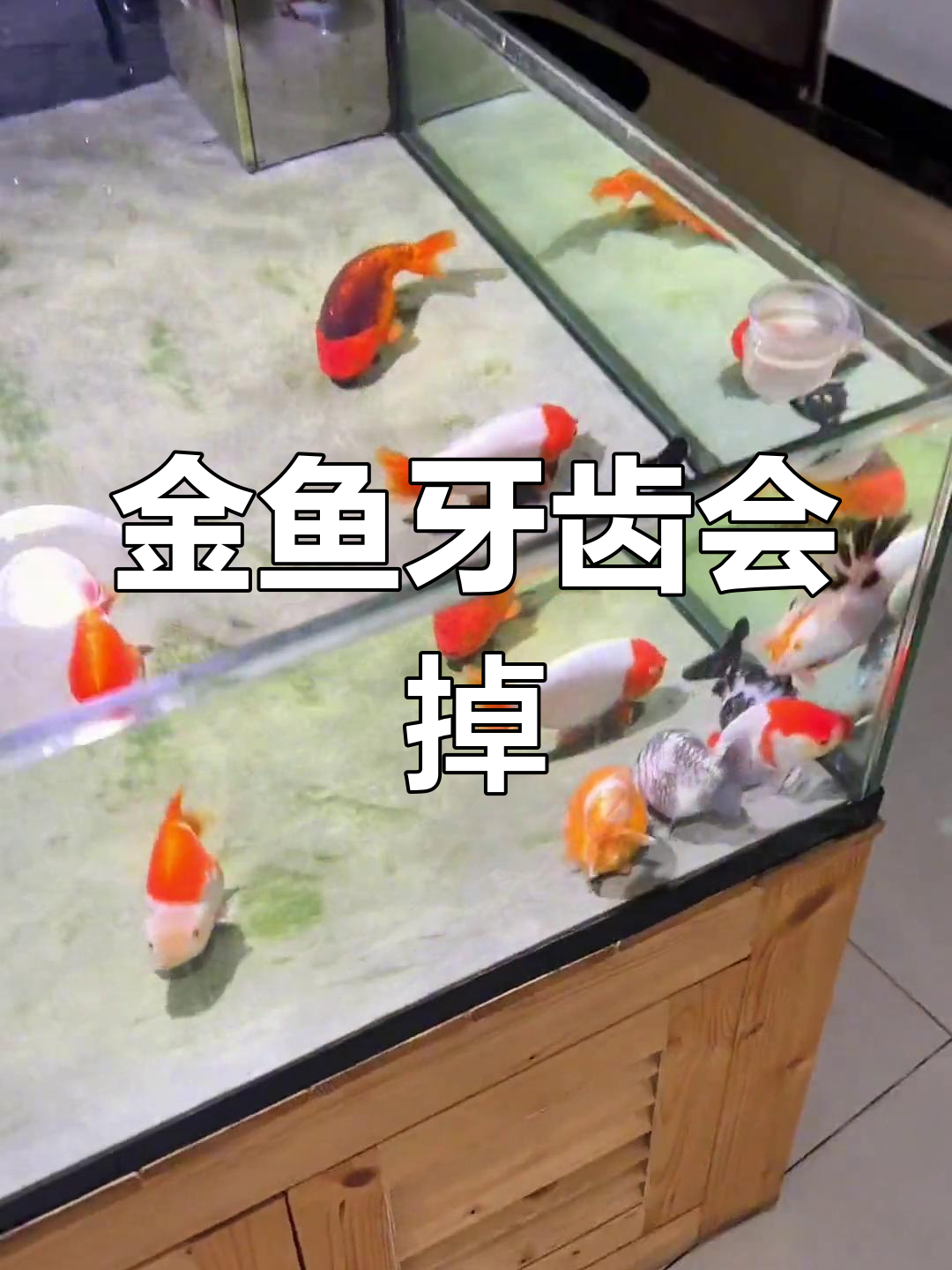 金鱼牙齿脱落是正常现象