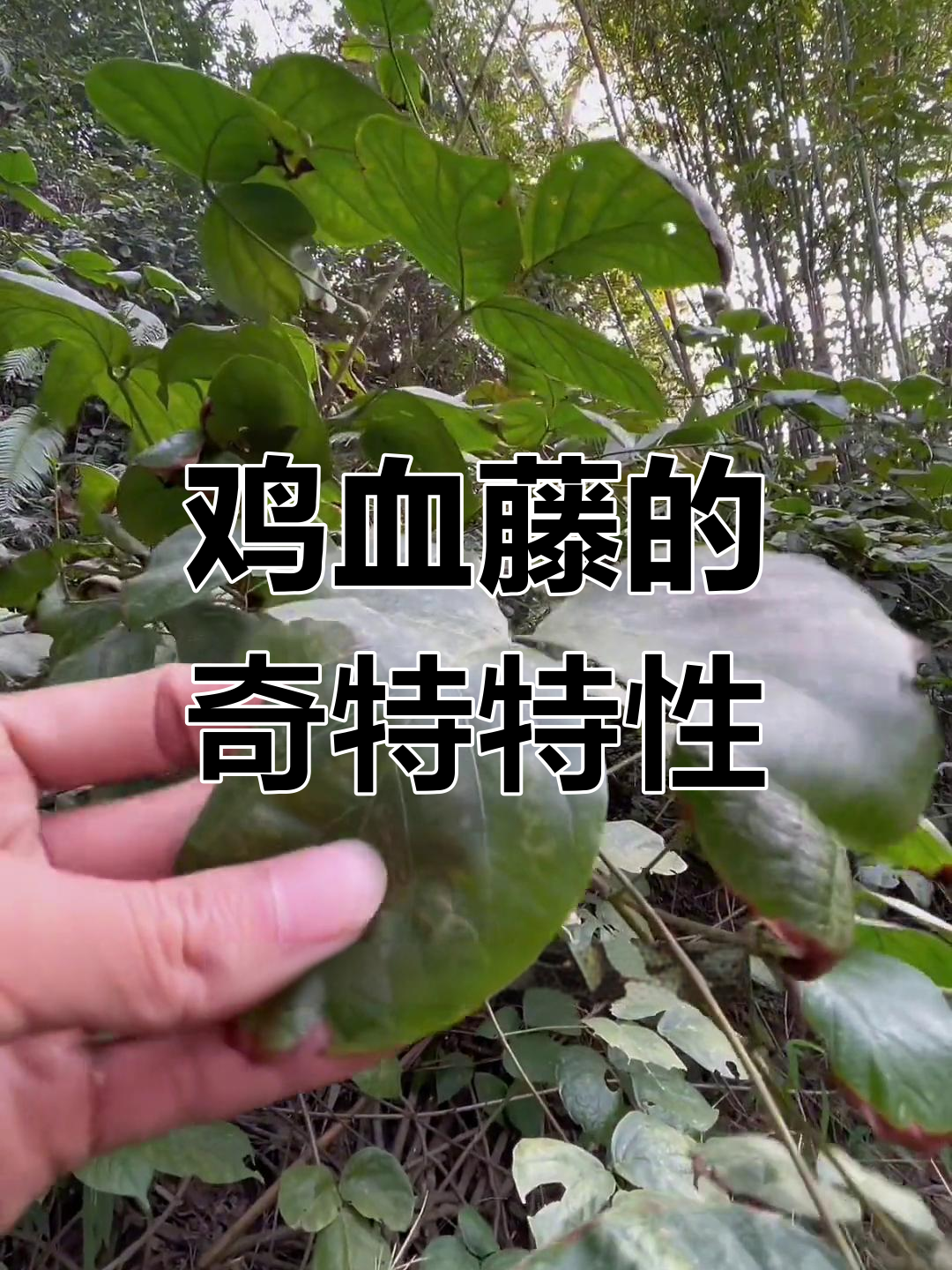 鸡血藤,南方常见植物,断后流出红色液体