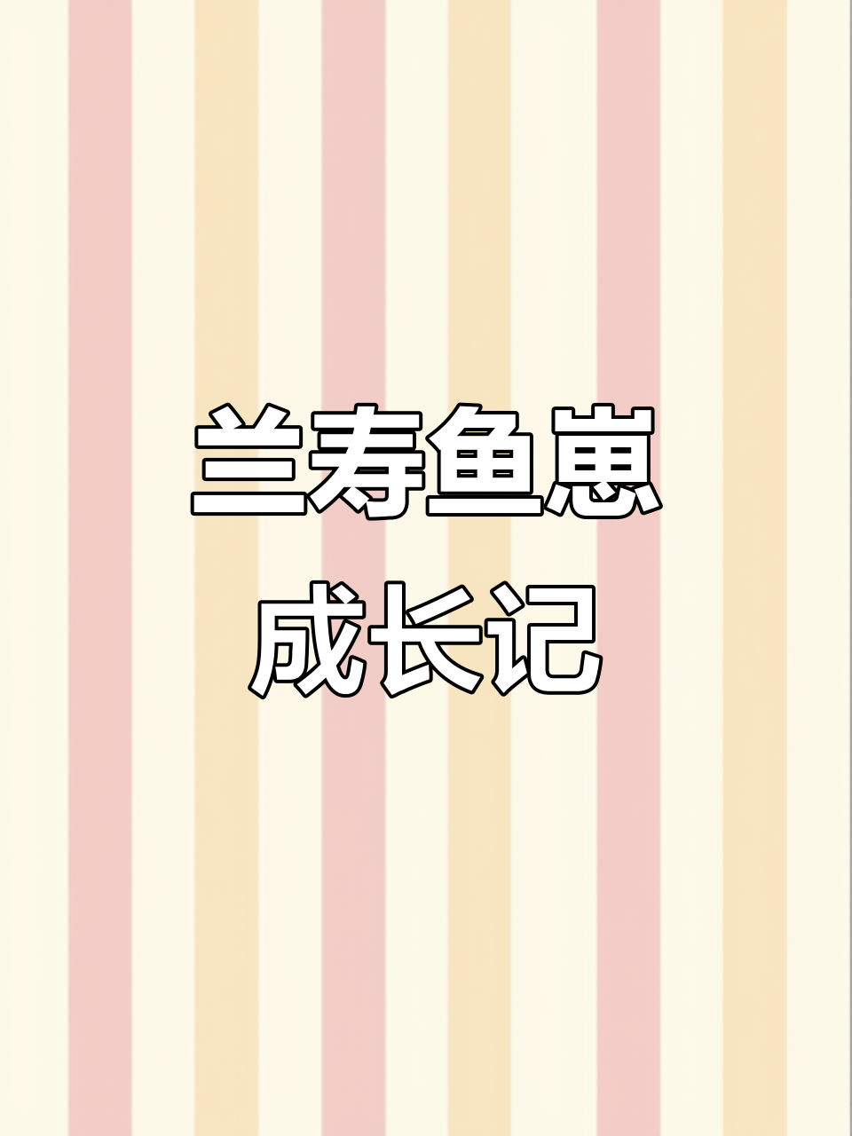 兰寿金鱼繁殖全过程：从受精到苗子成长的艰辛历程