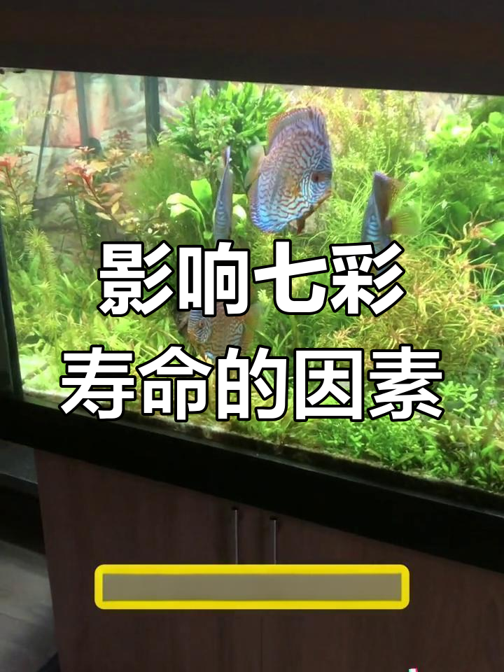 七彩神仙鱼饲养全攻略:水质、基因与喂食的影响