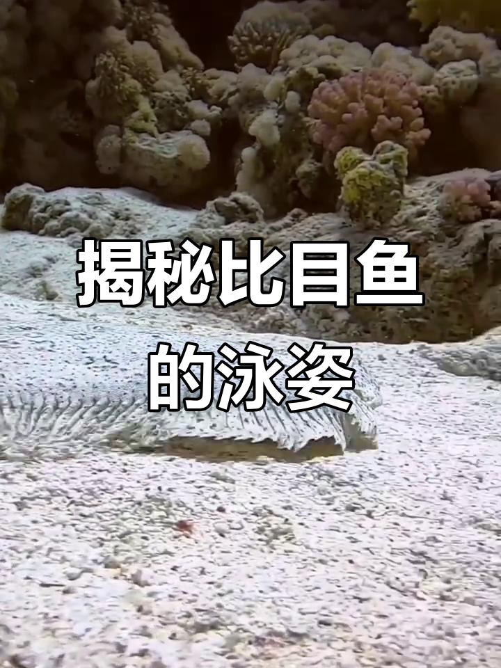 比目鱼竟然这样游泳,超有趣!
