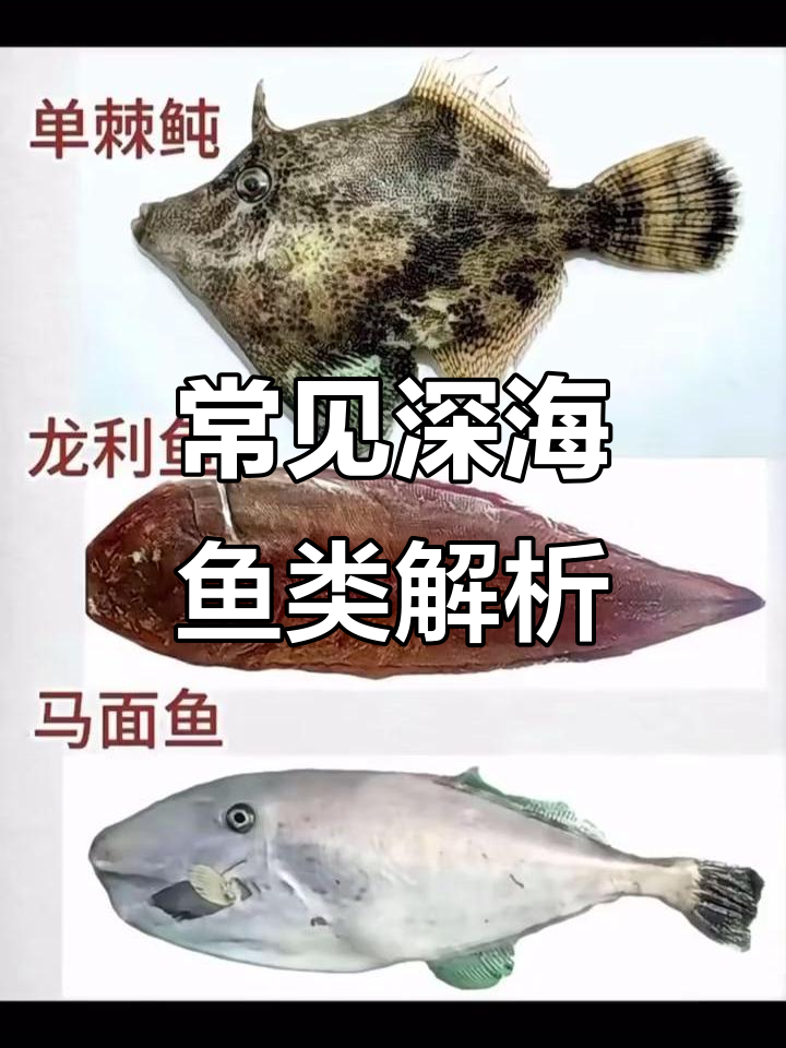 深海鱼大揭秘:石斑鱼的秘密与价格