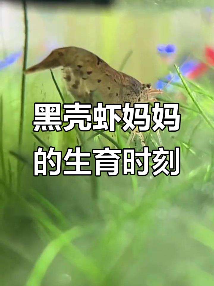 黑壳虾妈妈产卵过程,鱼群争抢幼崽惊心动魄