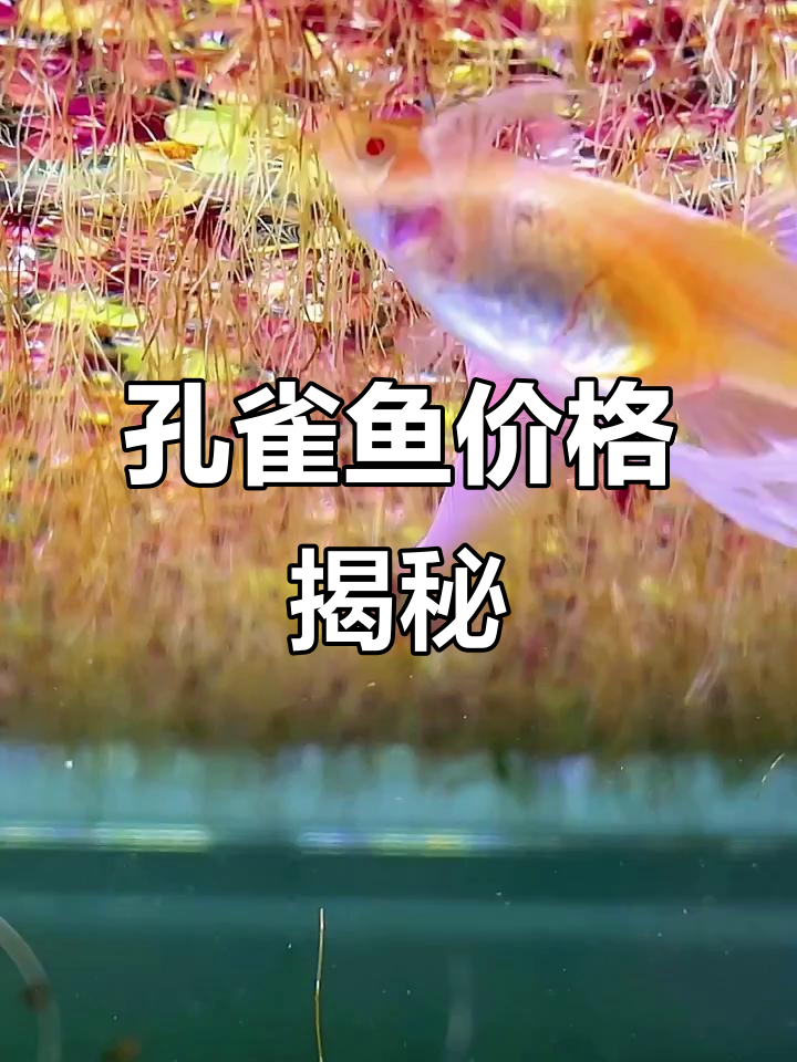 孔雀鱼价格差异大,品系决定价值,蓝白绣球最贵!