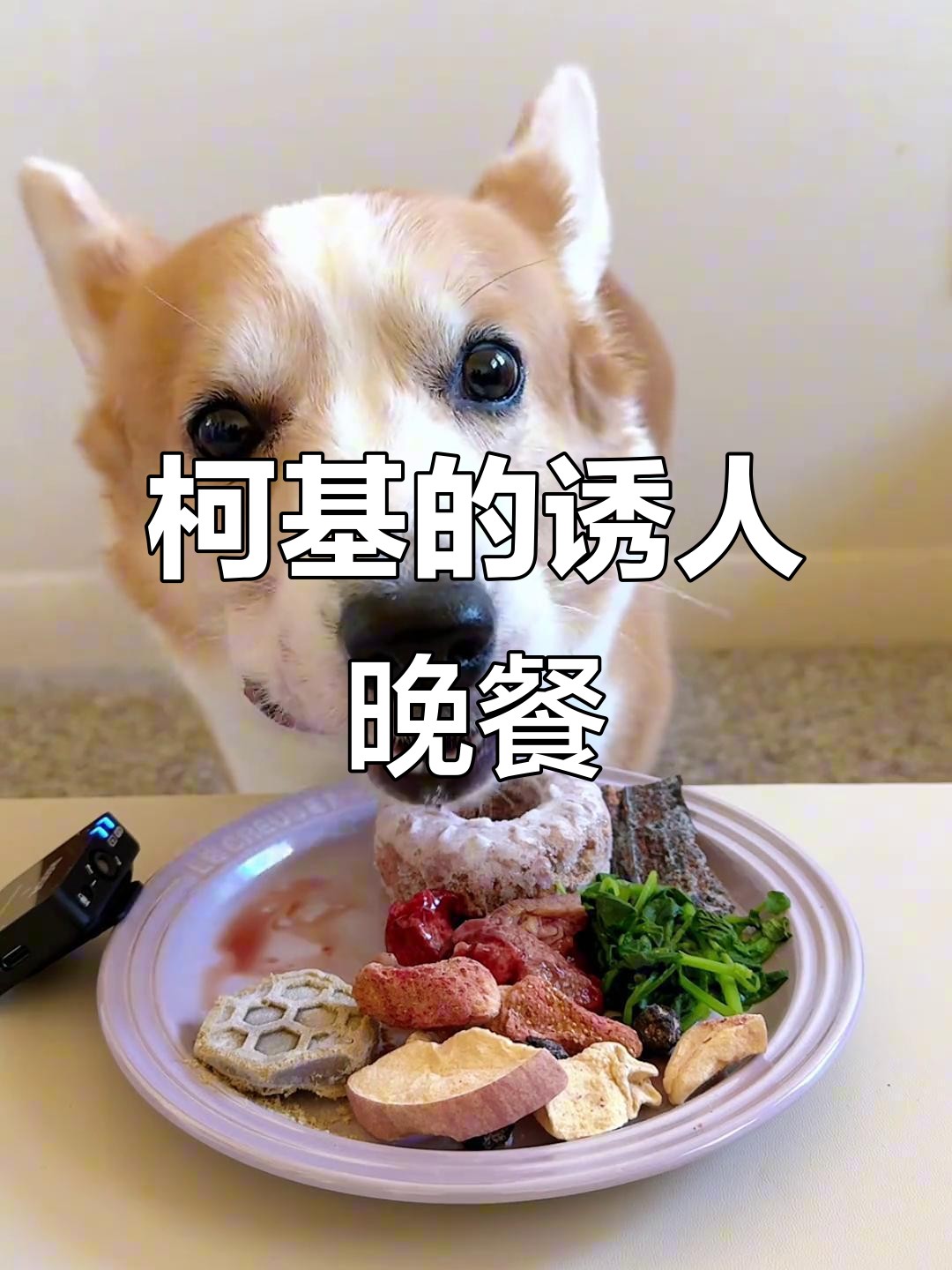 大鹌鹑和蓝鳕鱼的美味大餐,柯基馋坏了!
