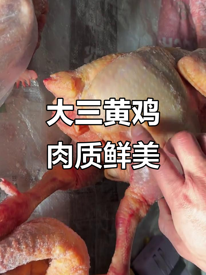 农村散养大三黄鸡,刚杀出来就超新鲜!