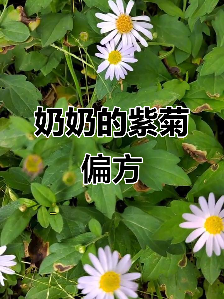 小时候吃多了,奶奶就挖这个紫菊根来煮水喝