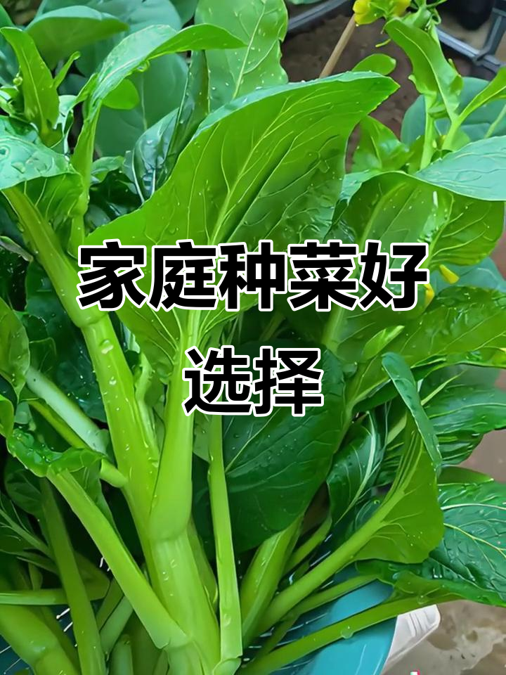 种白菜苔,一劳永逸,多次采摘,家庭菜园的省心之选!