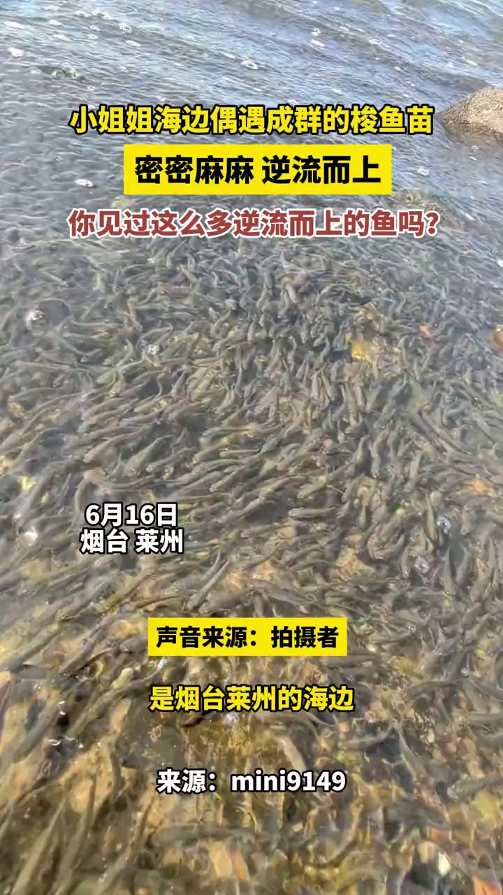 小姐姐海边偶遇成群的梭鱼苗,密密麻麻,逆流而上,你见过这么多逆流而上的鱼吗?