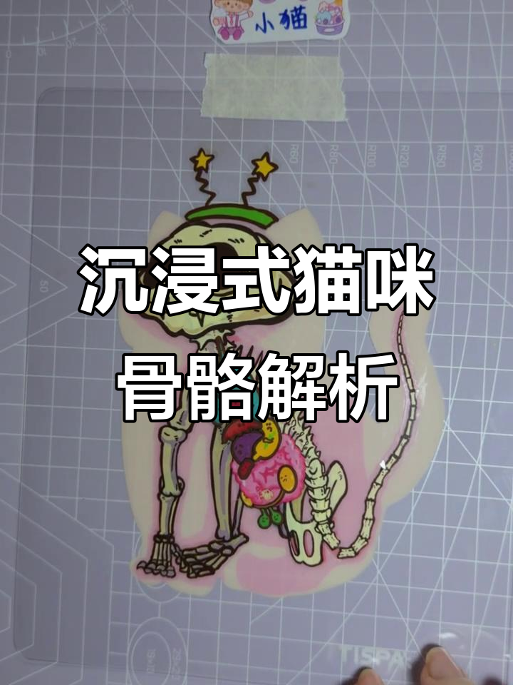 猫咪骨骼解剖贴纸,带你深入理解猫科结构
