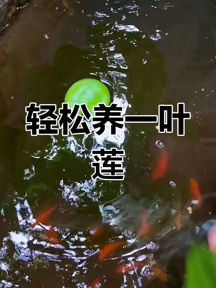 一叶莲:简单又美丽,水培植物新选择