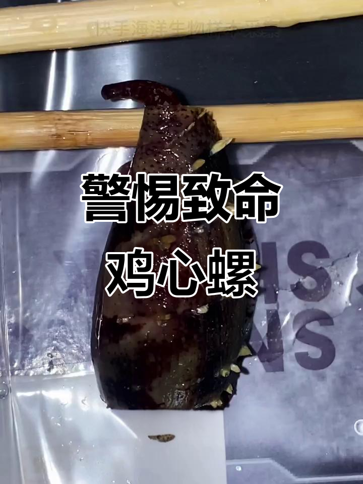 剧毒海螺鸡心螺,海边遇到小心为妙