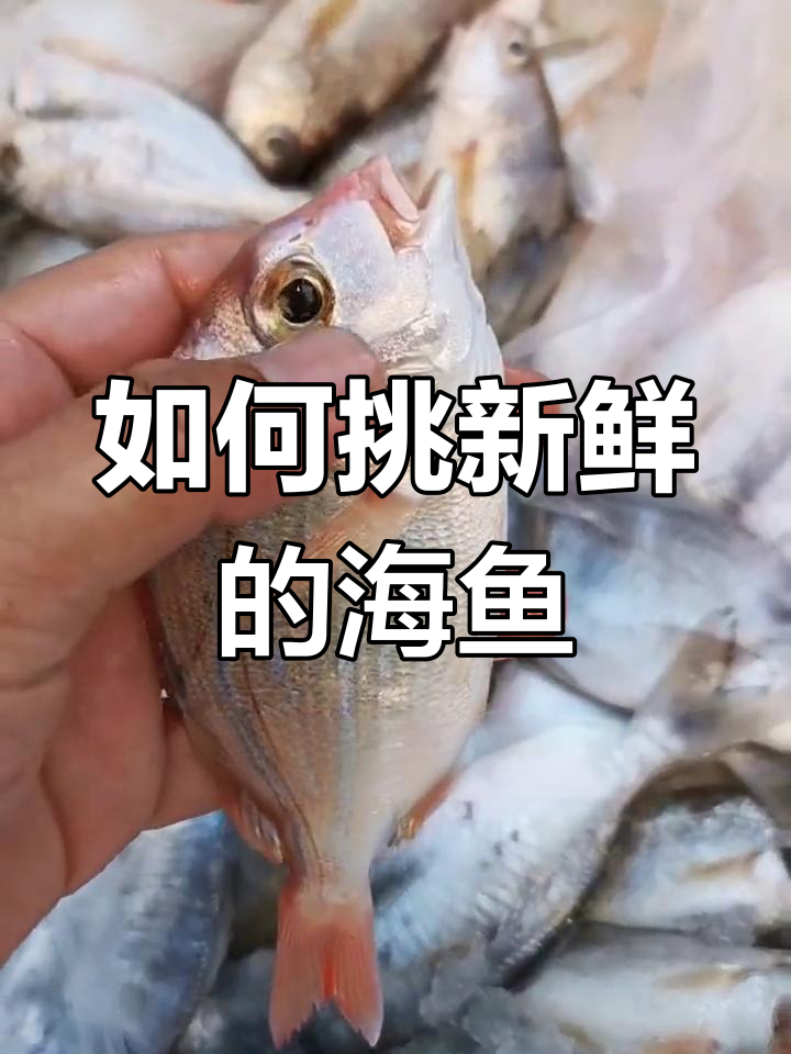 挑选新鲜海鱼的秘诀,眼睛一看就懂!