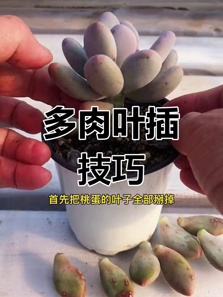 如何通过叶插繁殖多肉植物