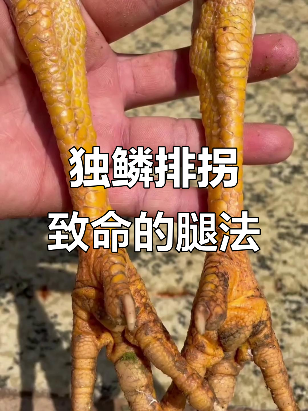 斗鸡文化揭秘:怪小毒灵的致命武器