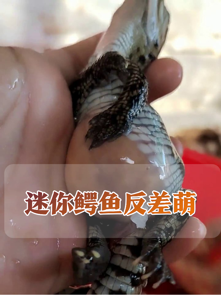 刚孵化的小鳄鱼也太迷你!肚子挂着“营养包”反差萌拉满