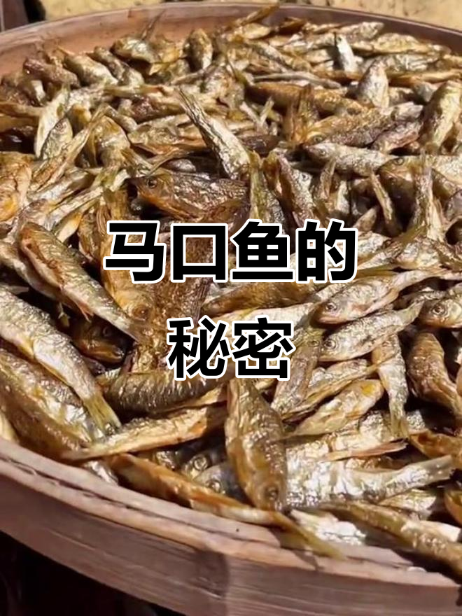溪水马口鱼:水质要求高的淡水珍品,你见过吗?