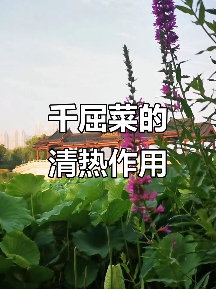 千屈菜:清热解毒,凉血止血的神奇功效