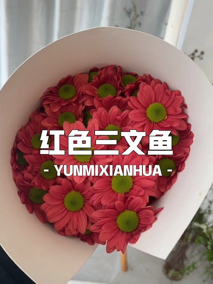 红色三文鱼小雏菊实拍,复古色系珠光感强