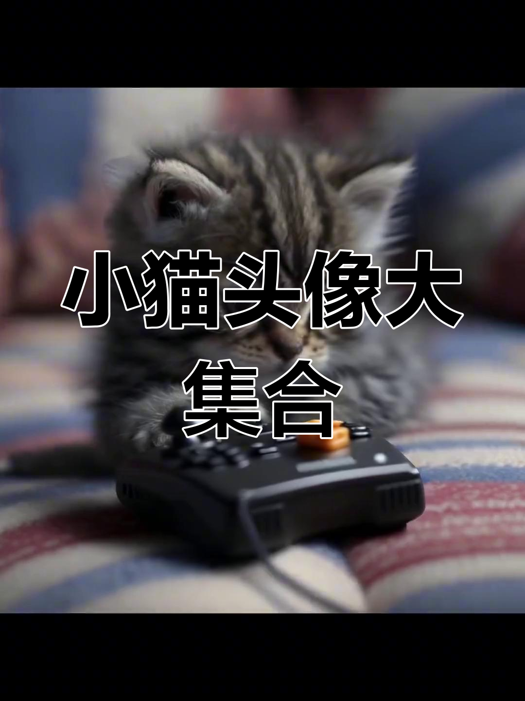 可爱猫咪职业头像,萌态十足