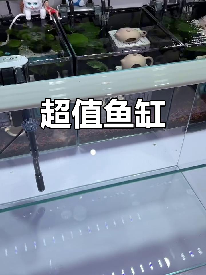 60厘米超白缸,性价比高,完美满足养鱼需求!