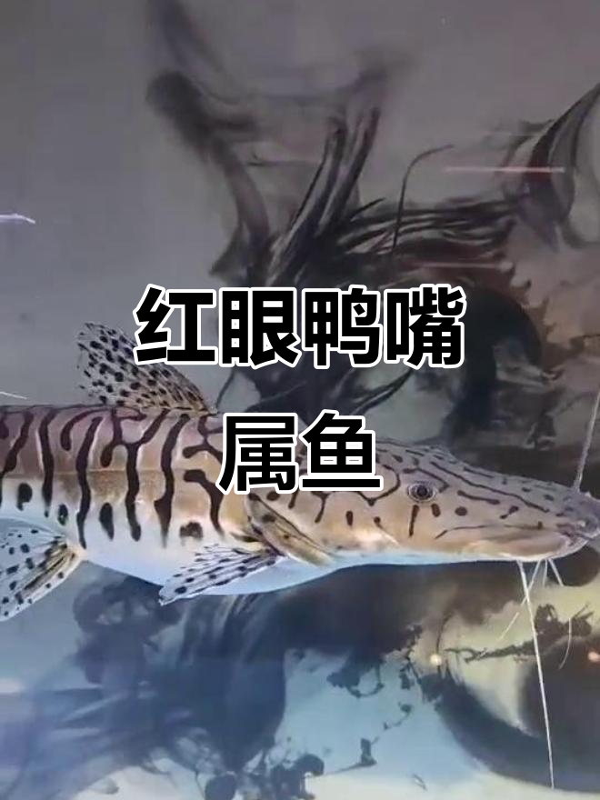 凶猛鸭嘴鼠鱼揭秘:能吃大鱼的热带夜行者